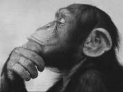 Confused Monkey Confused Monkey